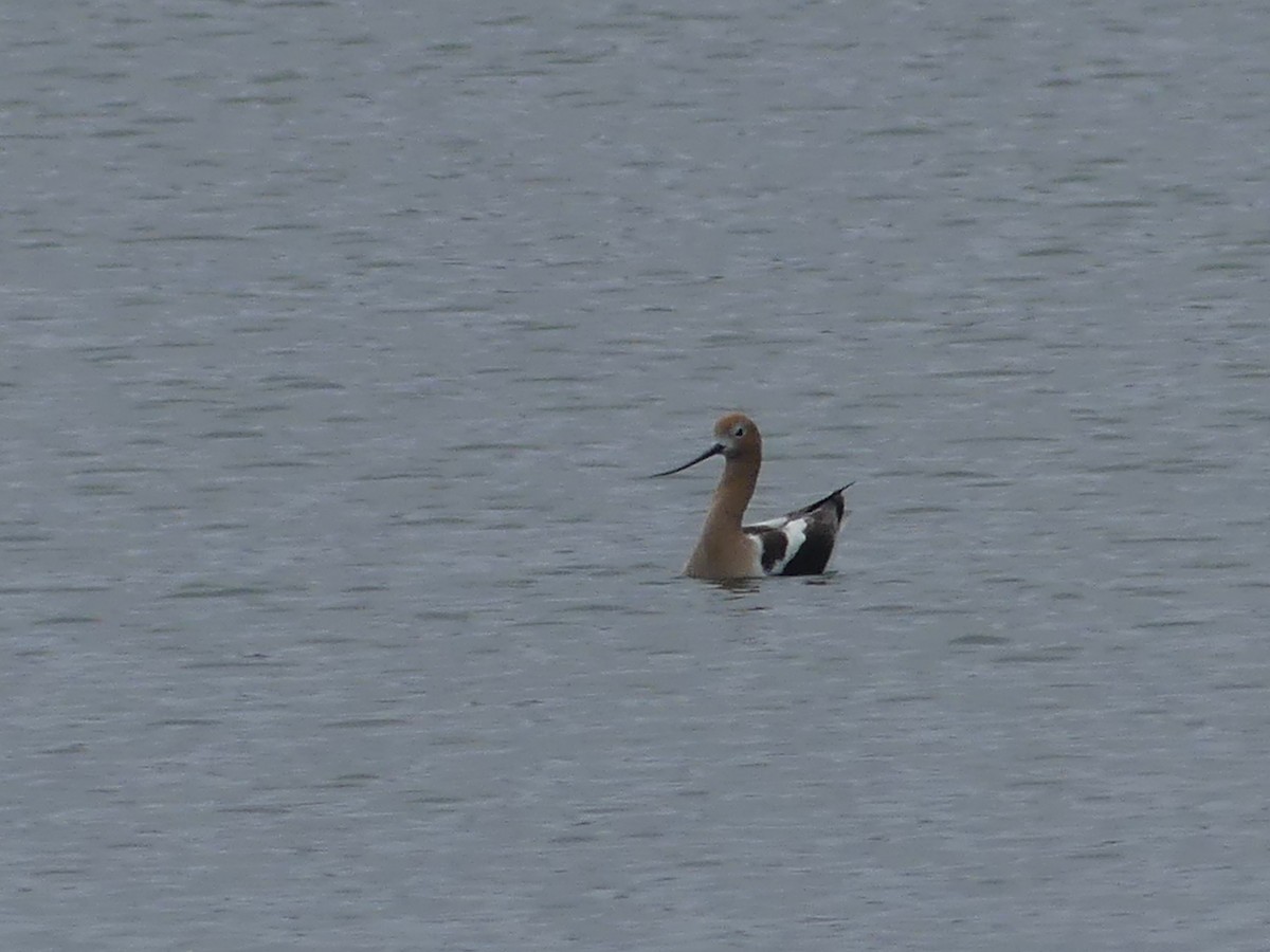 Avoceta Americana - ML619692284