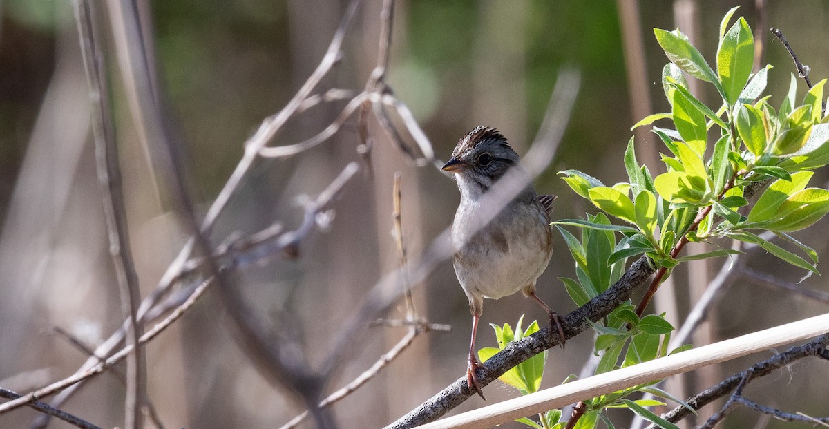 Swamp Sparrow - ML619692297