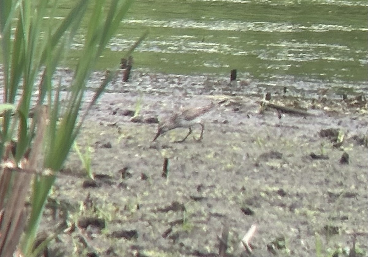 White-rumped Sandpiper - ML619692310