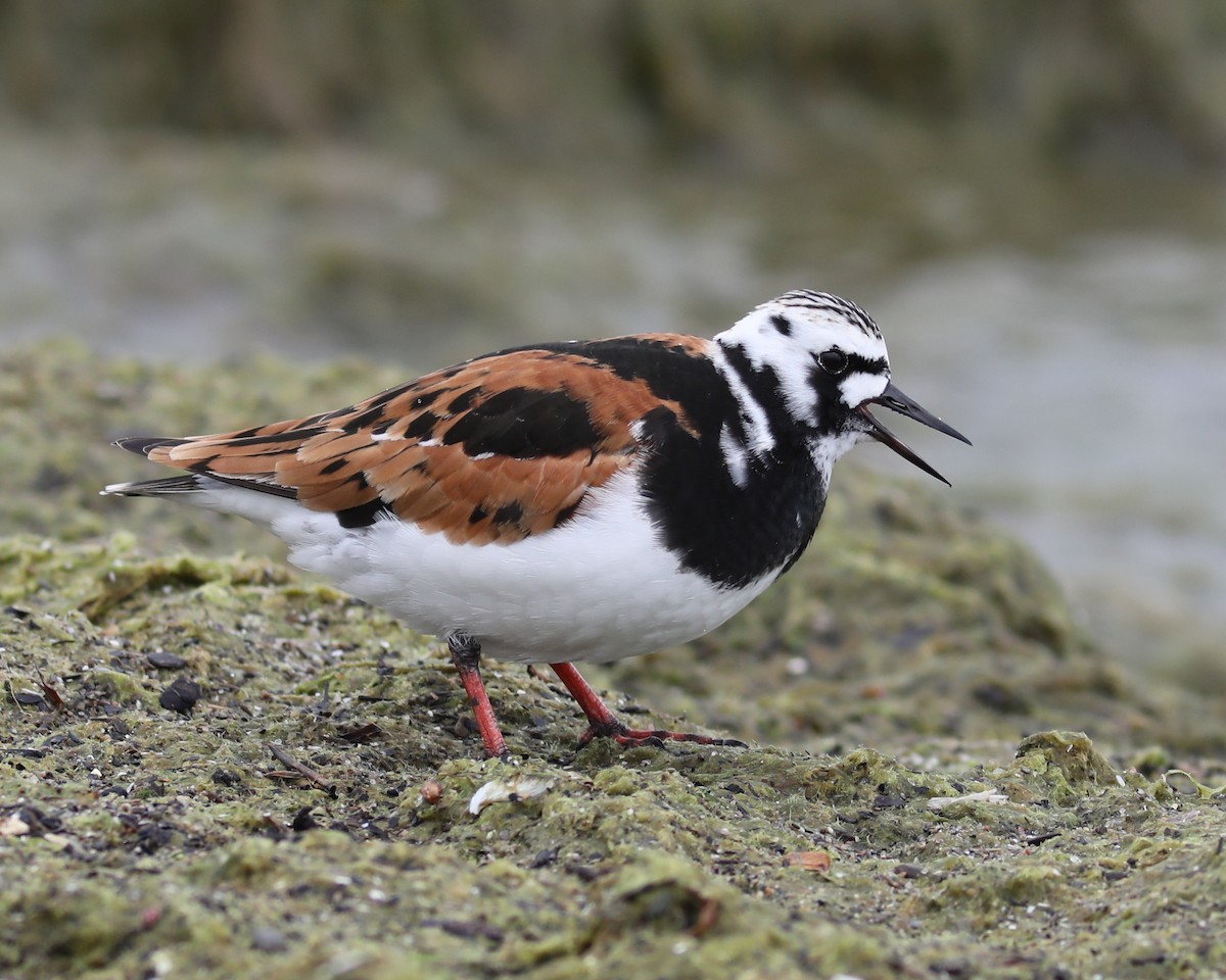 Ruddy Turnstone - Rick Lauzon