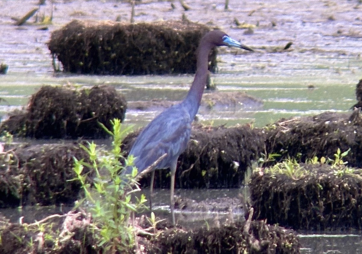 Little Blue Heron - ML619692330