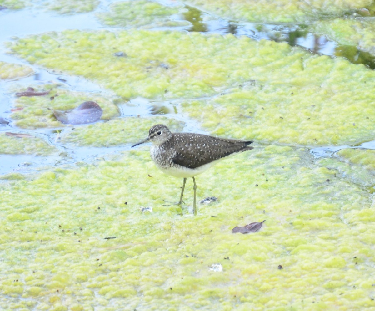 Solitary Sandpiper - ML619692349