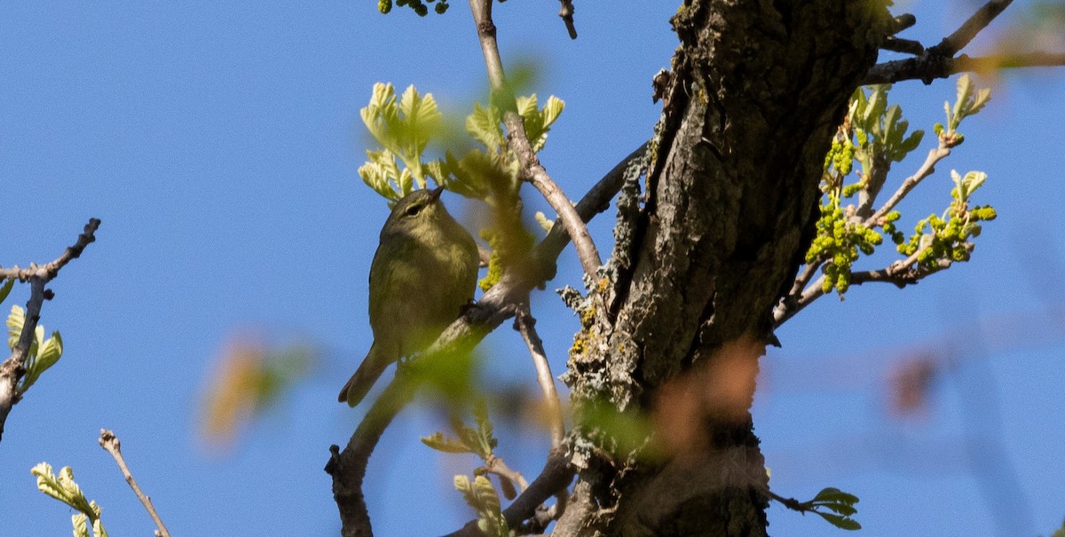 Orange-crowned Warbler - ML619692350