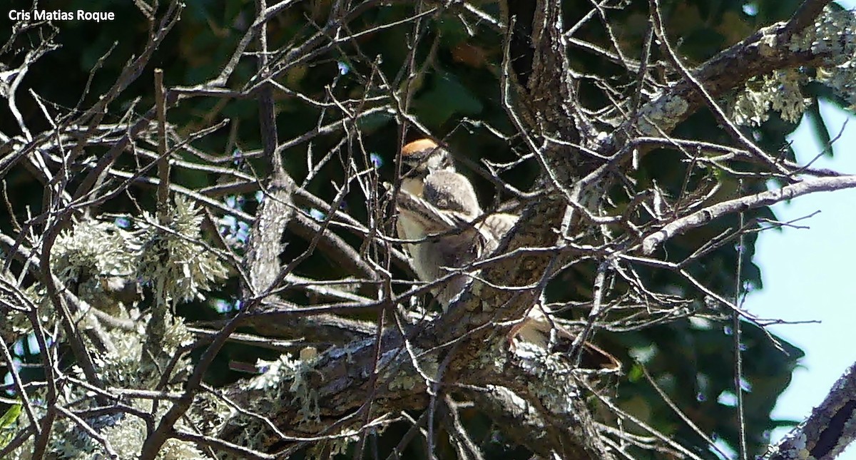 Woodchat Shrike - ML619692368