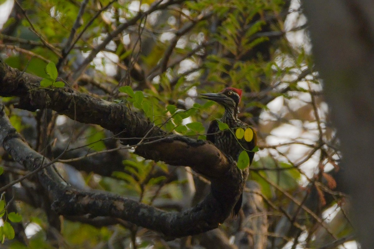 Malabar Flameback - ML619692377