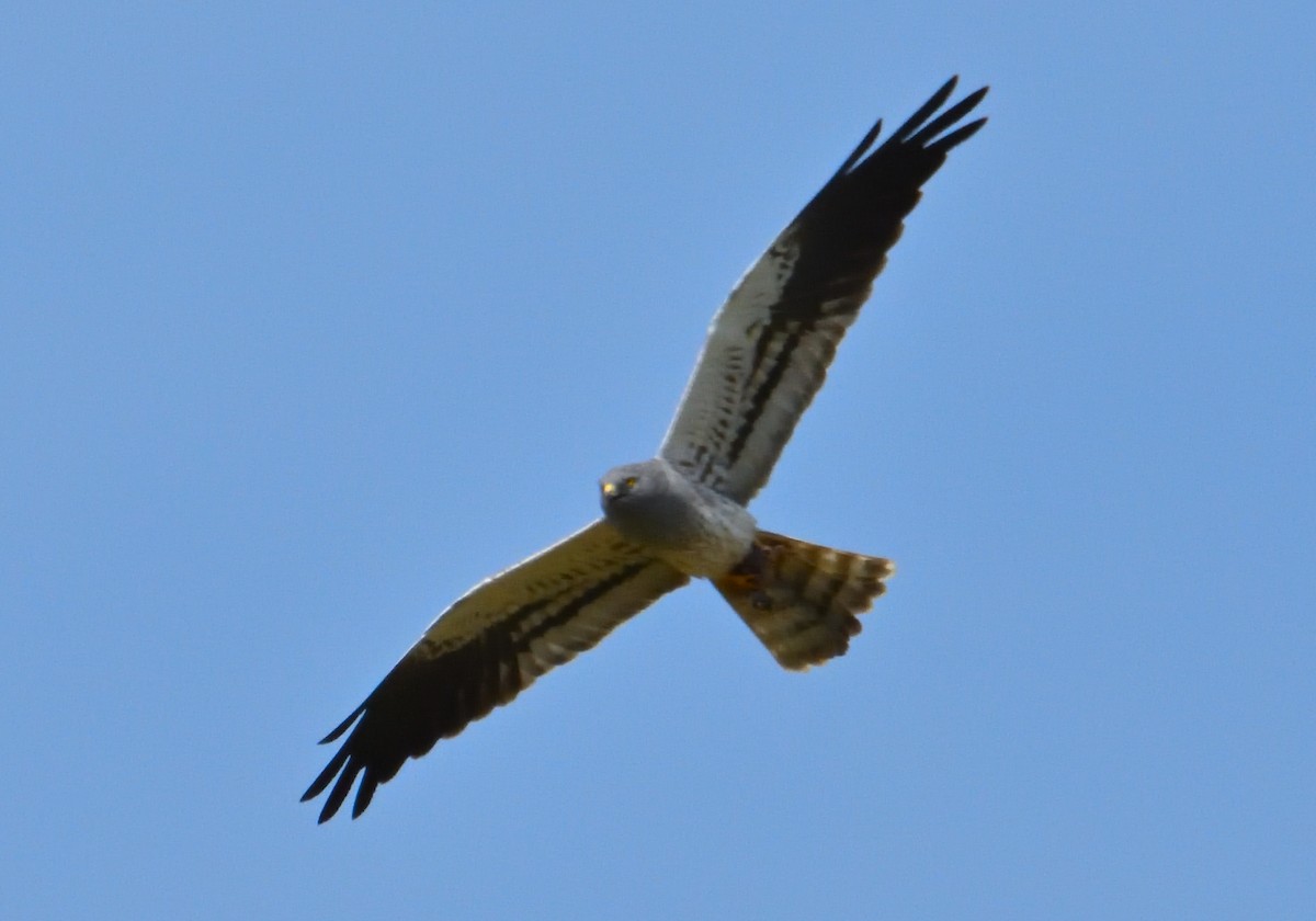 Montagu's Harrier - ML619692394