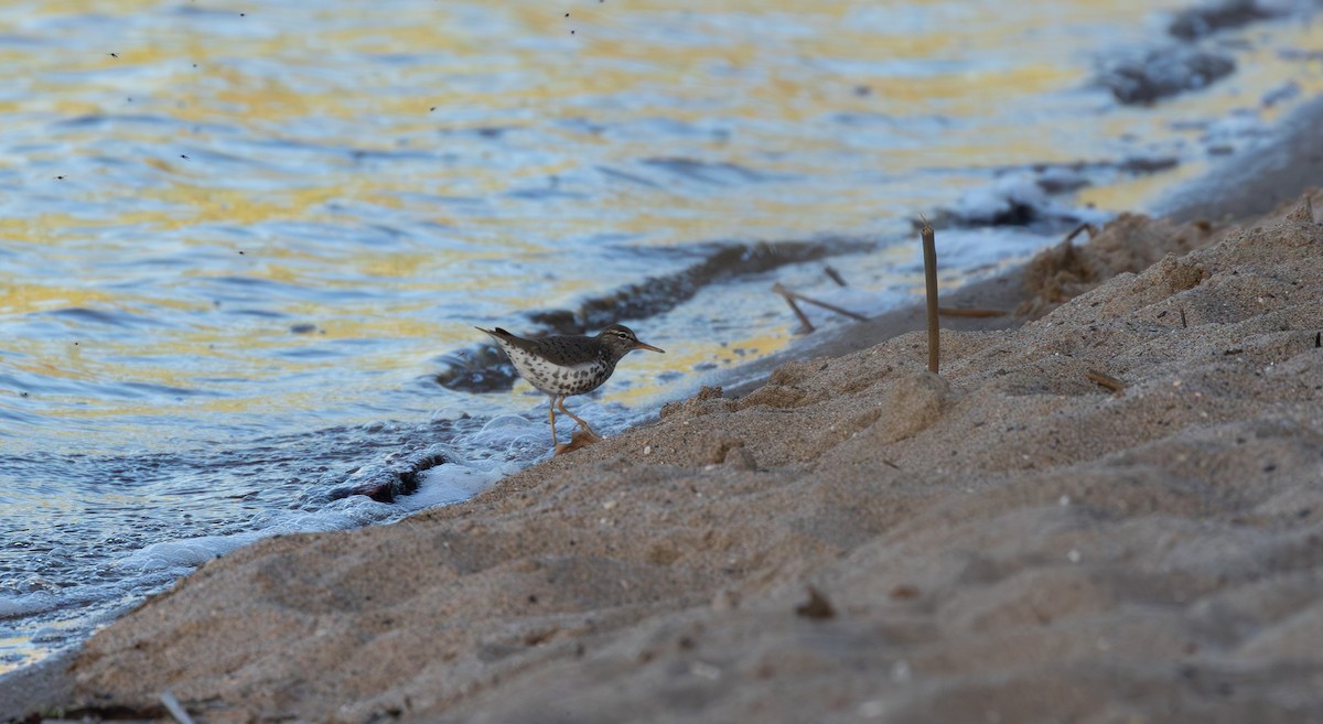 Spotted Sandpiper - Brad Argue