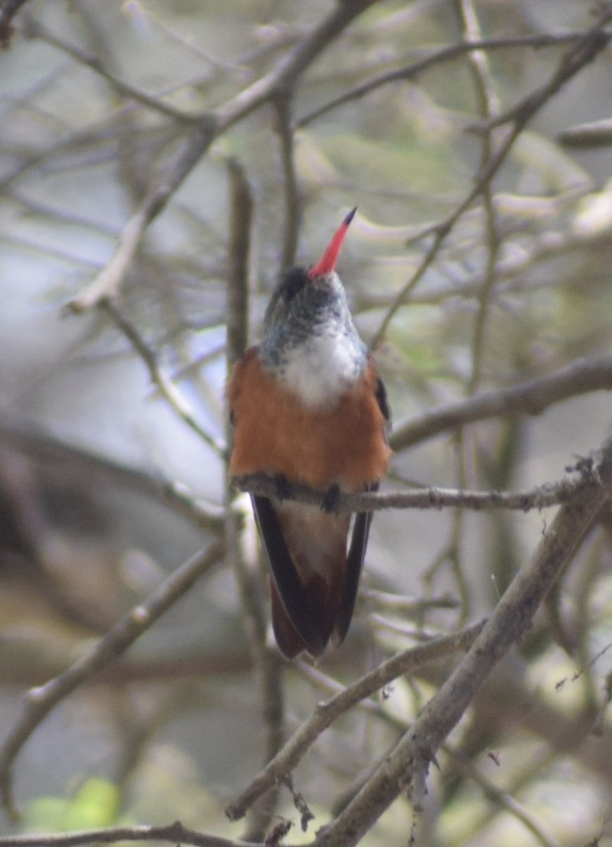 Amazilia Hummingbird - ML619692429