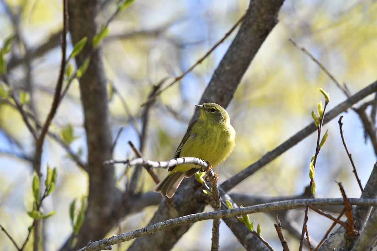 Orange-crowned Warbler - ML619692445