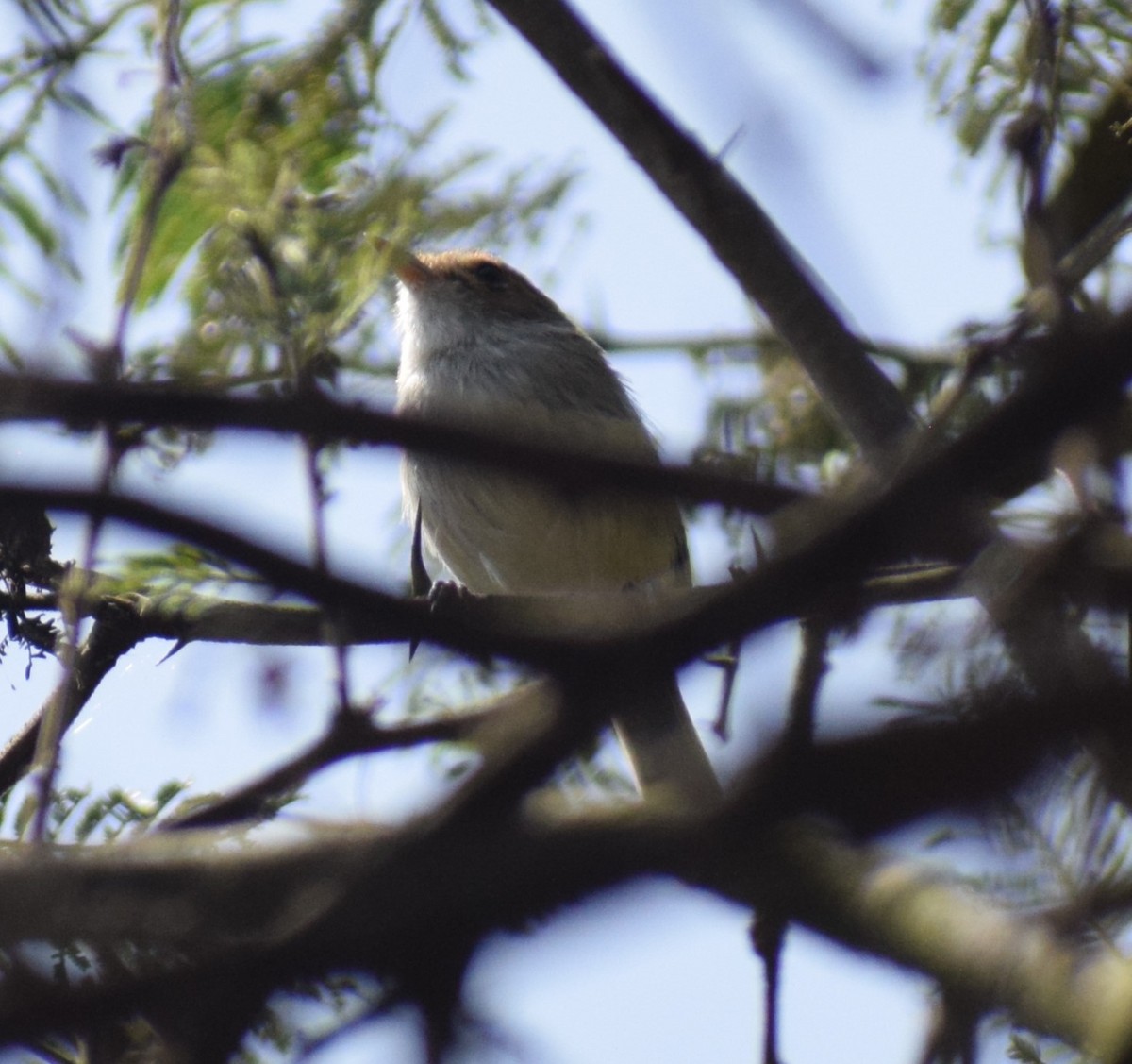 Fulvous-faced Scrub-Tyrant - ML619692456