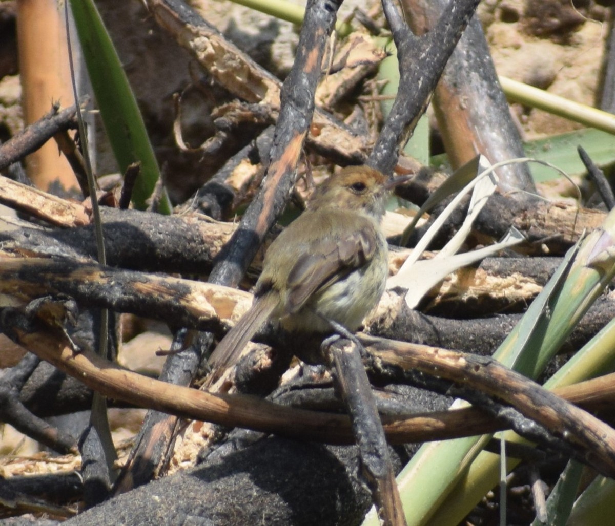 Fulvous-faced Scrub-Tyrant - ML619692457