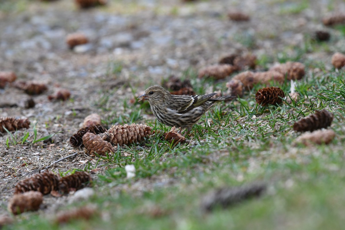 Pine Siskin - ML619692465