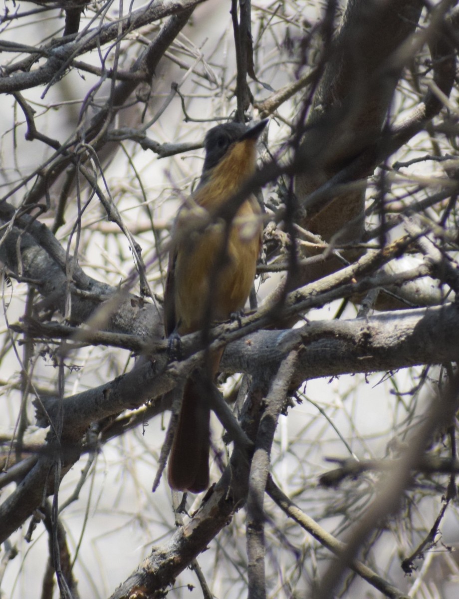 Rufous Flycatcher - ML619692472