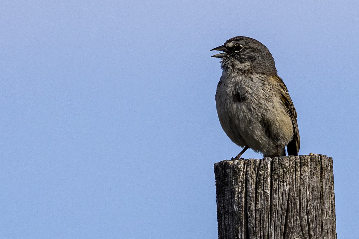 Sagebrush Sparrow - ML619692482