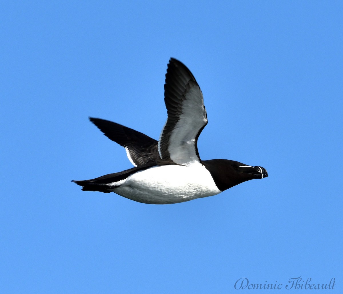 Razorbill - ML619692483