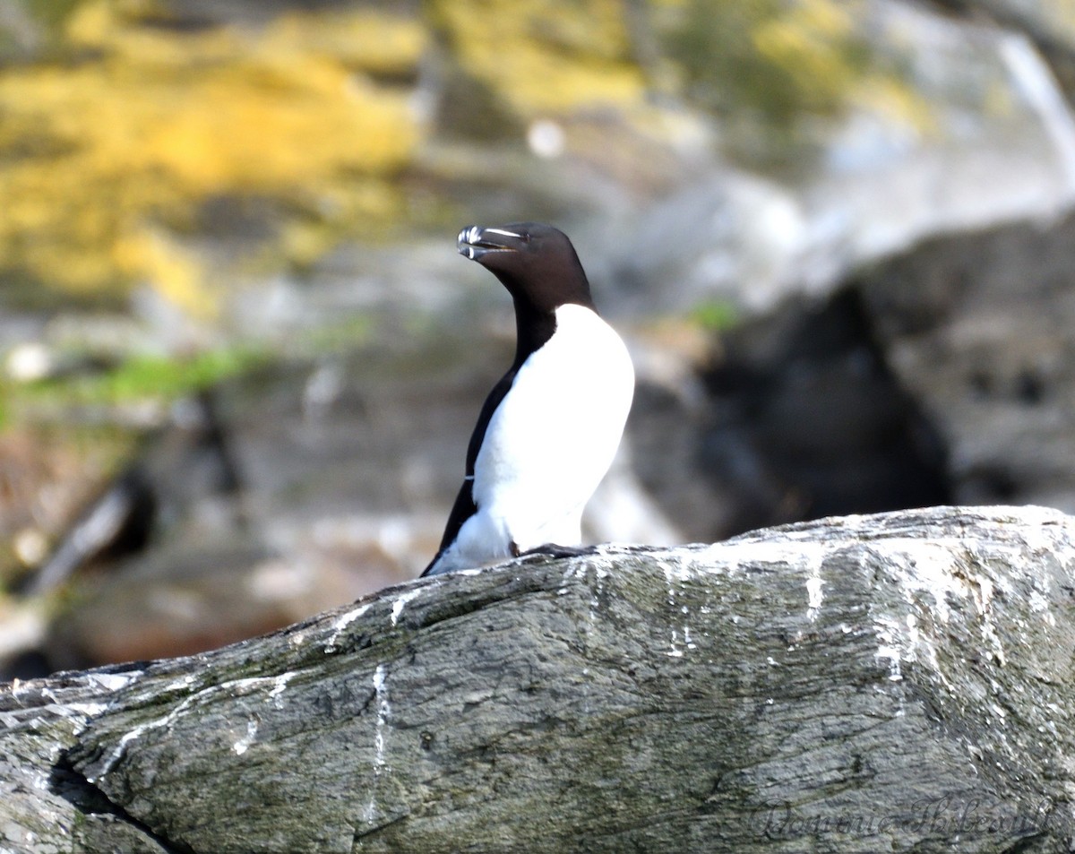 Razorbill - ML619692484