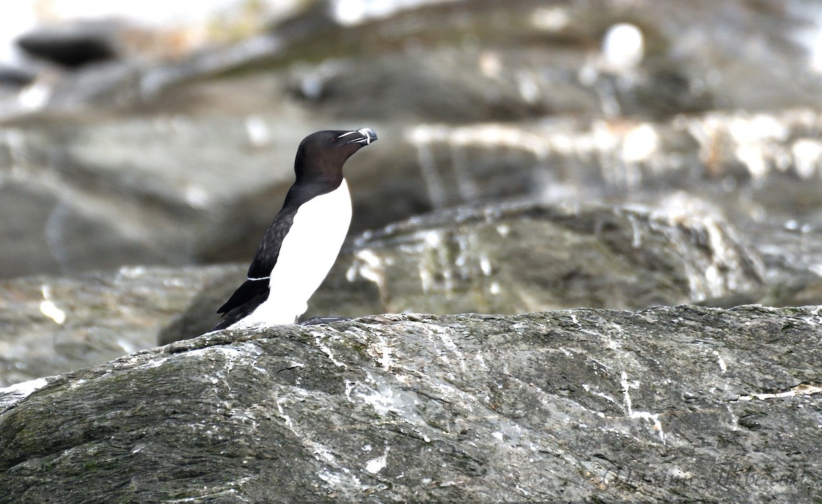 Razorbill - ML619692485