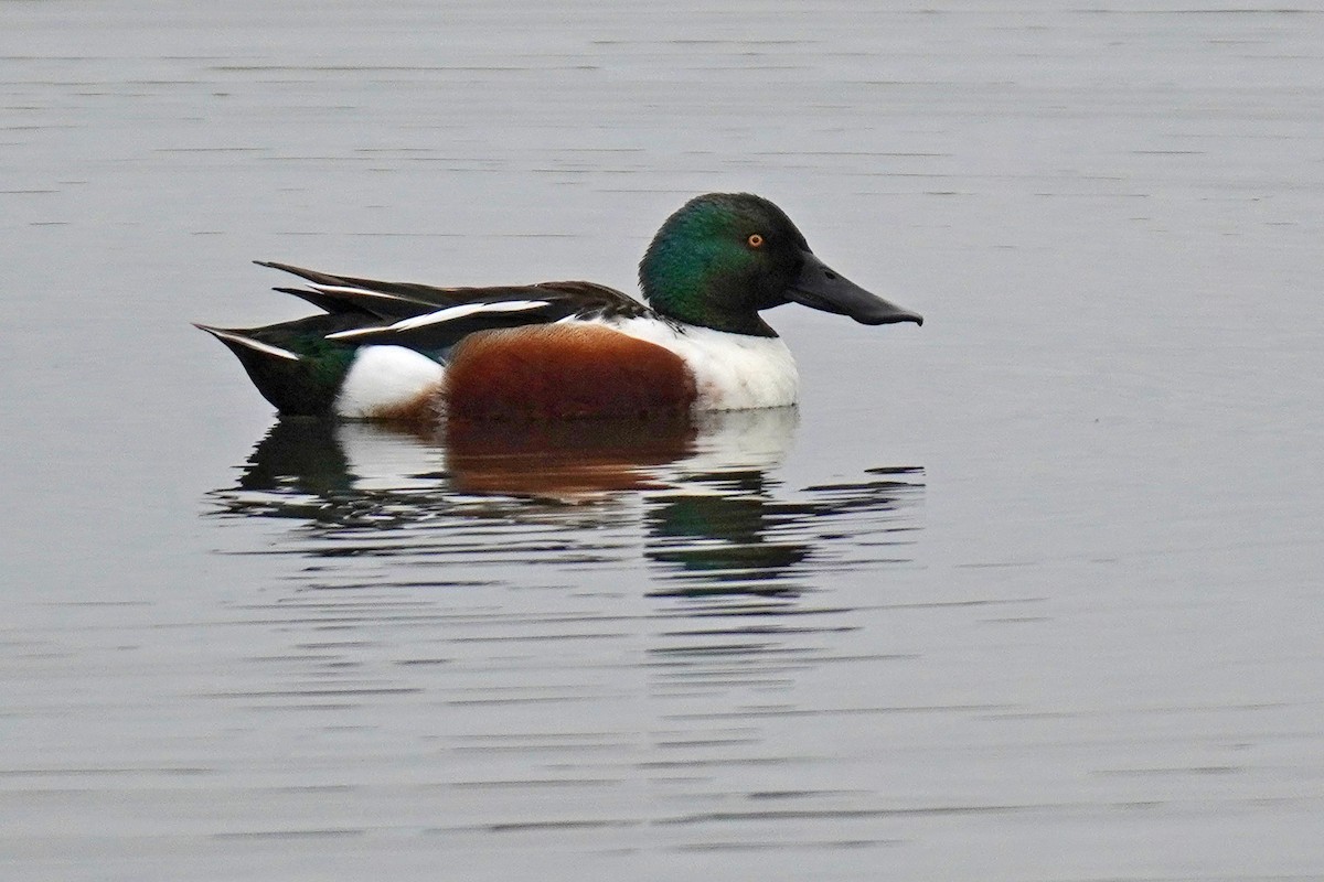 Northern Shoveler - ML619692491