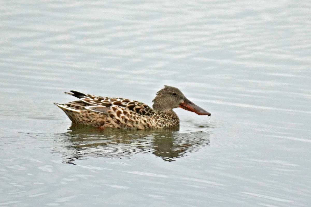 Northern Shoveler - ML619692492