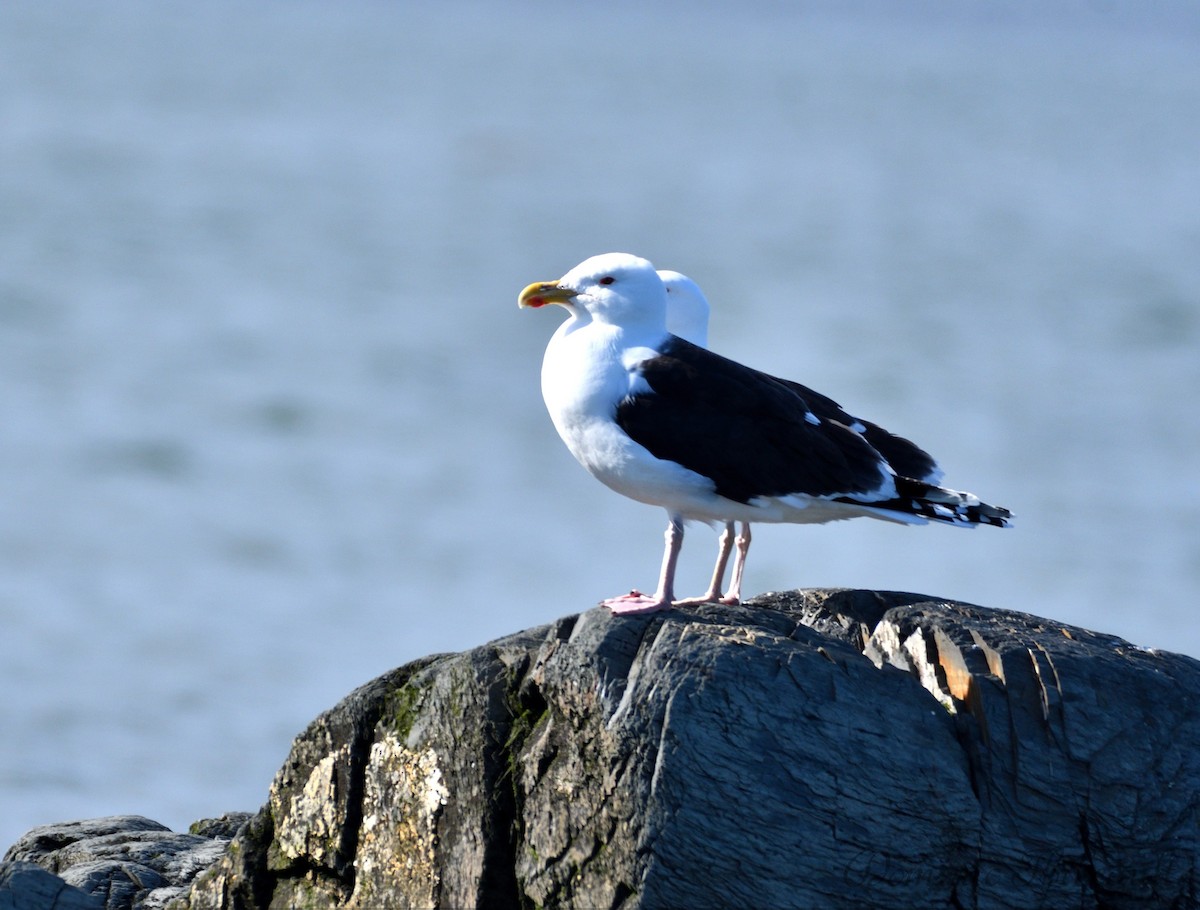 Great Black-backed Gull - ML619692506