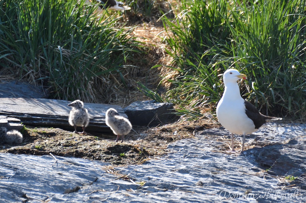 Great Black-backed Gull - ML619692507