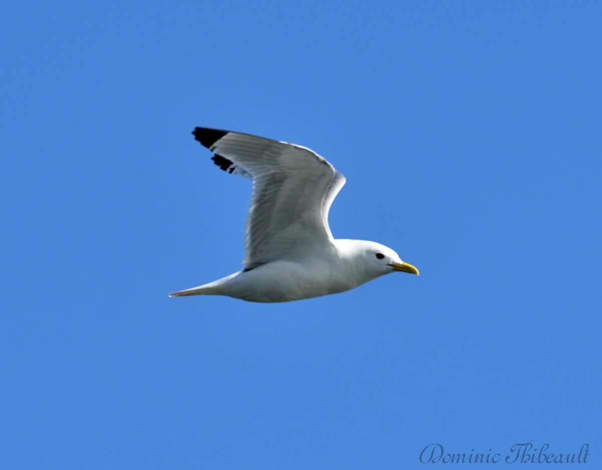 Black-legged Kittiwake - ML619692519