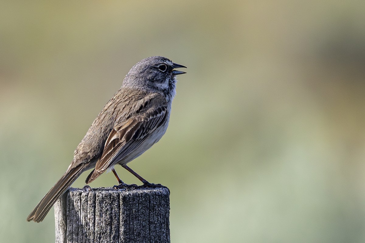 Sagebrush Sparrow - ML619692523