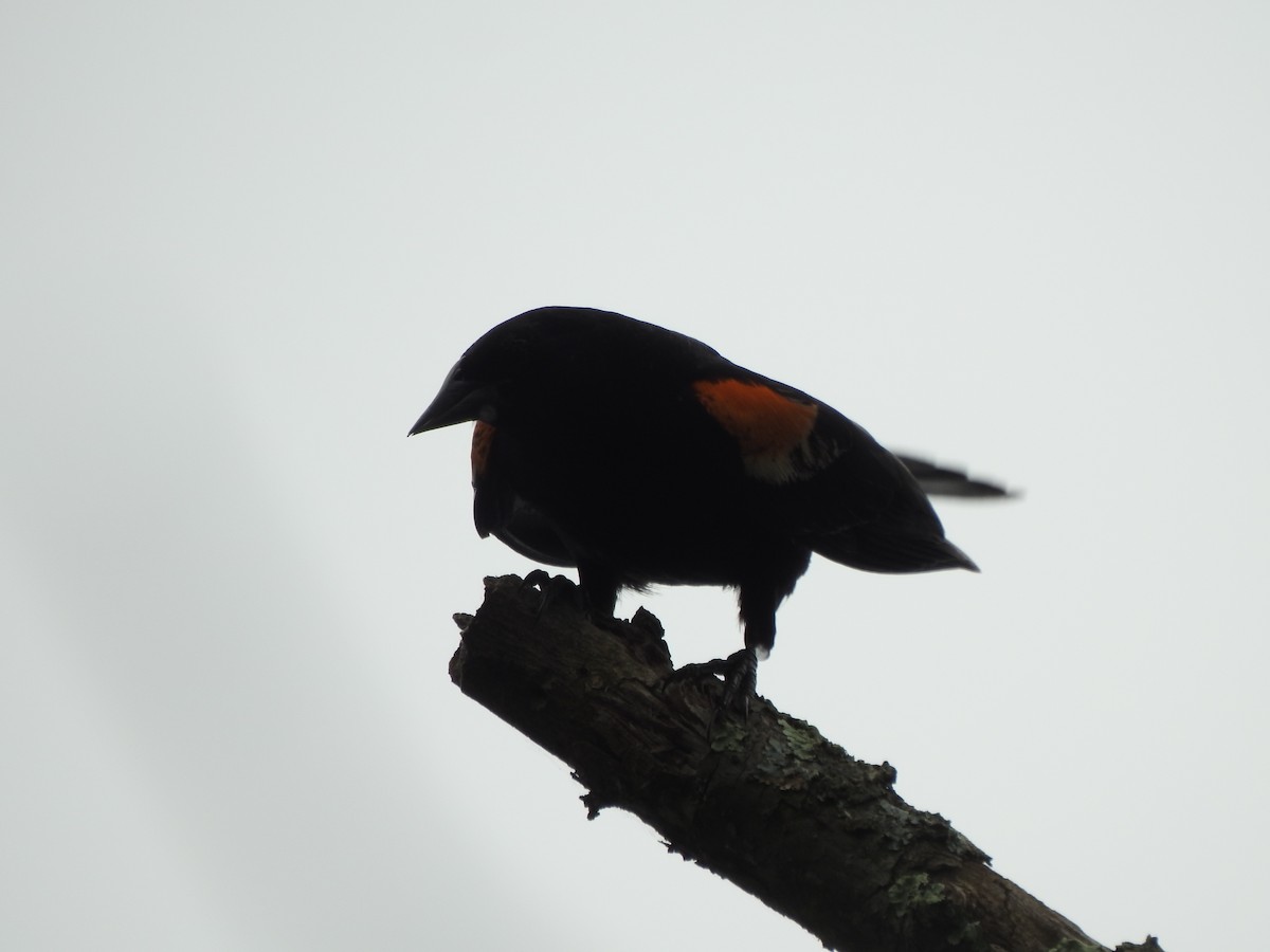 Red-winged Blackbird - ML619692544