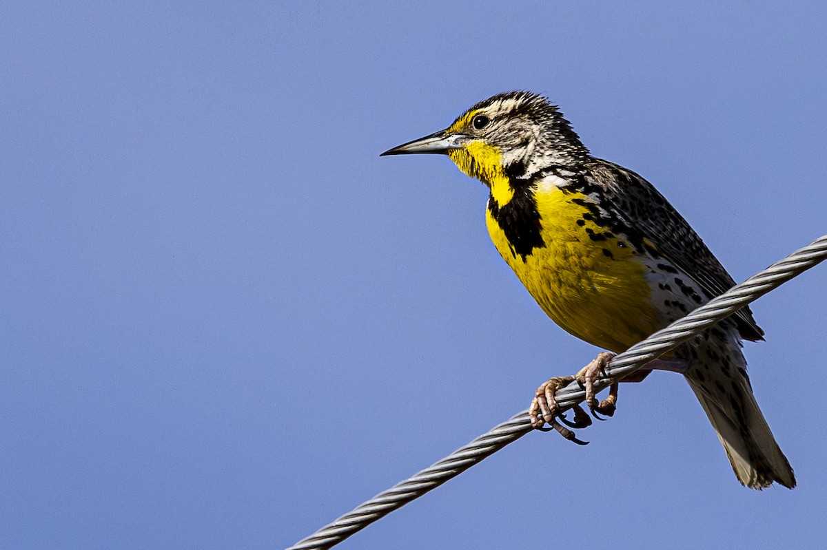 Western Meadowlark - ML619692551