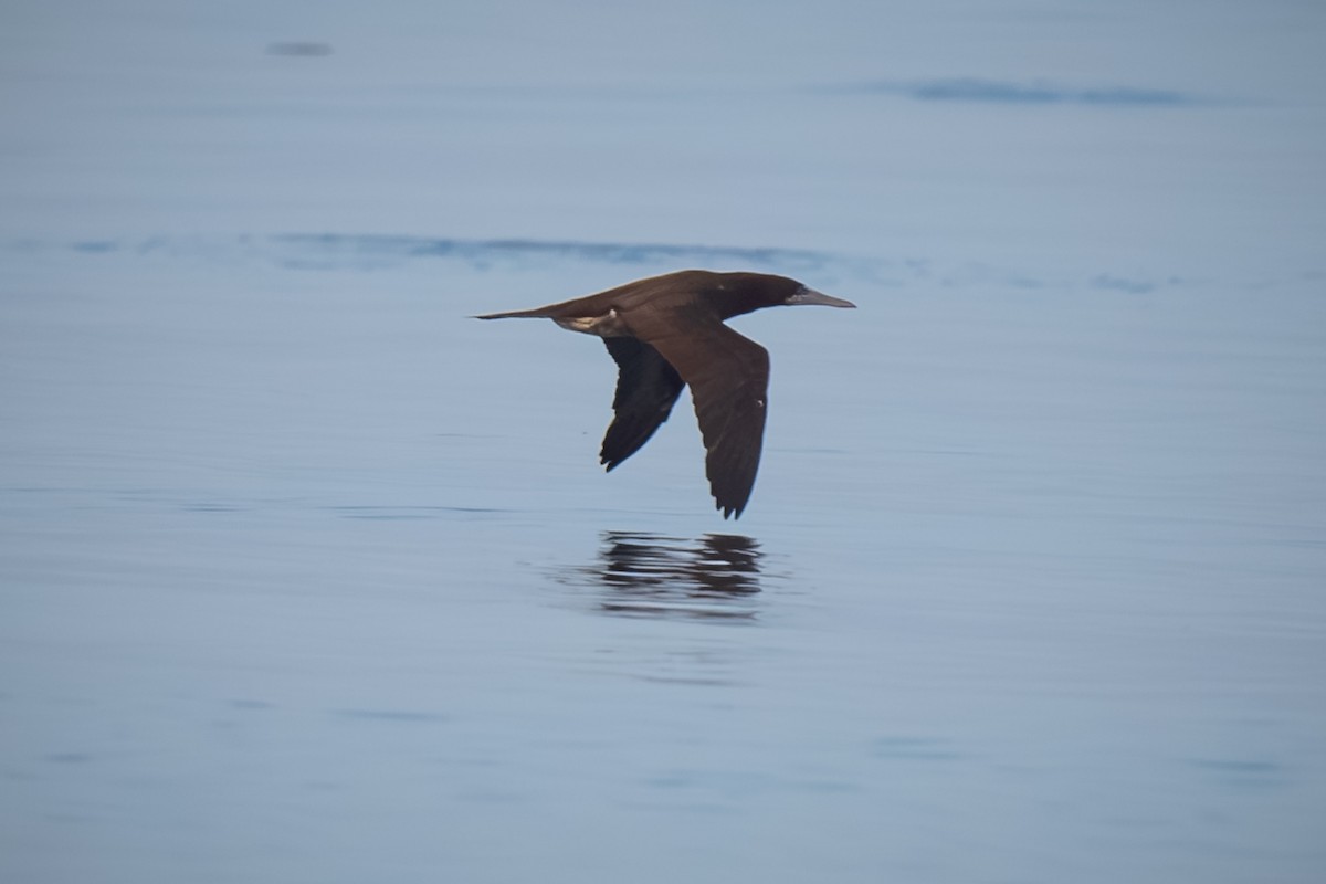 Brown Booby - ML619692553