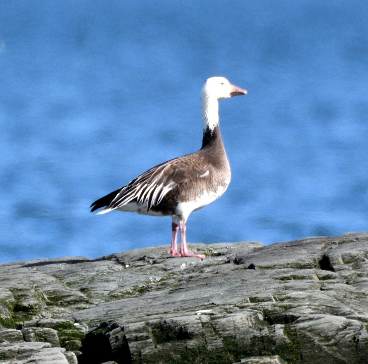 Snow Goose - ML619692573