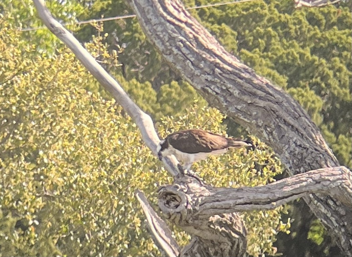 Águila Pescadora - ML619692596