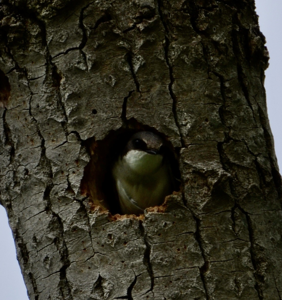 Tree Swallow - ML619692620