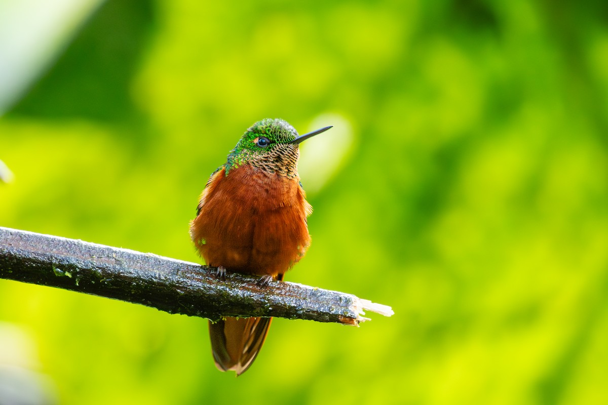 kolibřík peruánský - ML619692653