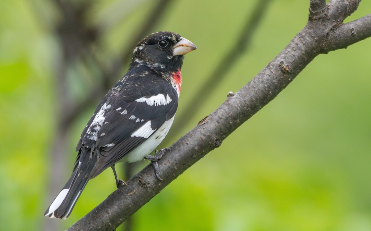 Rose-breasted Grosbeak - ML619692660