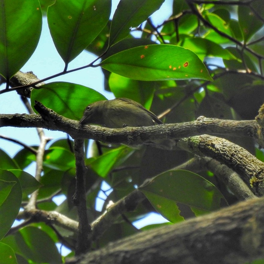 Dwarf Tyrant-Manakin - ML619692684