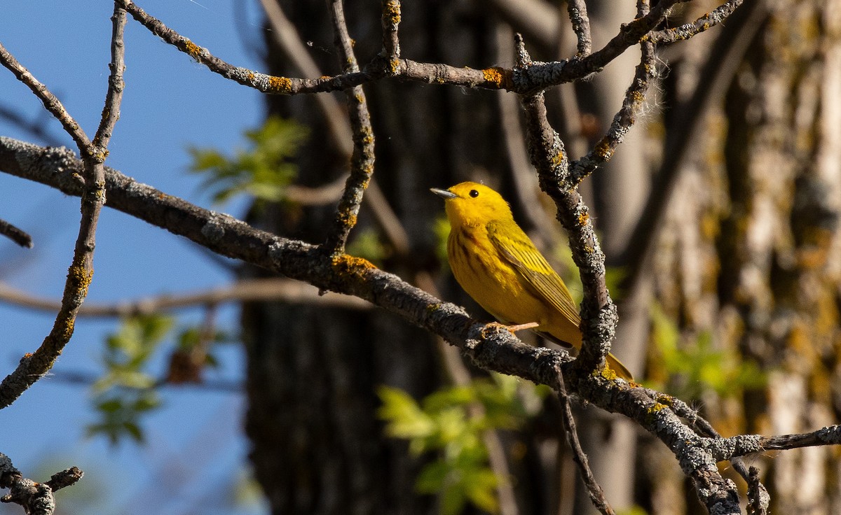 Yellow Warbler - Brad Argue