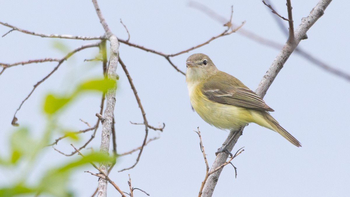 Bell's Vireo - ML619692689