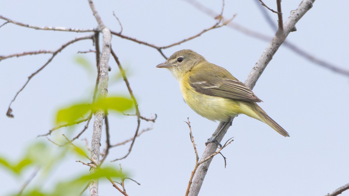 Braunaugenvireo - ML619692690