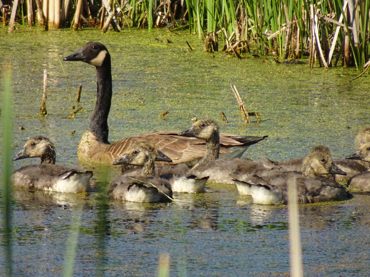 Canada Goose - ML619692724