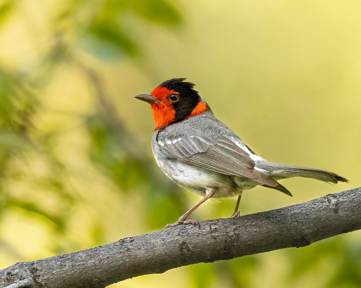 Red-faced Warbler - ML619692744