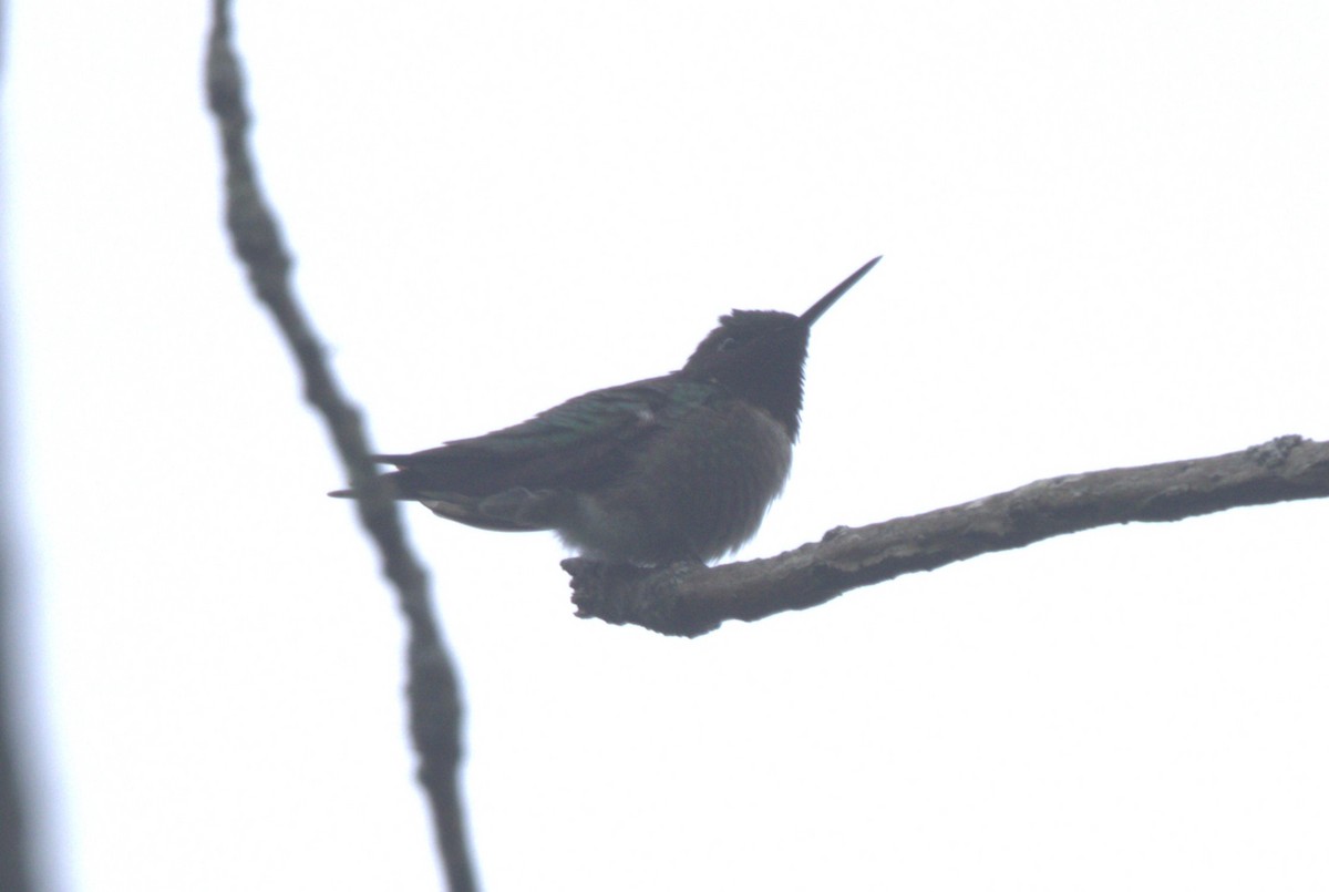Ruby-throated Hummingbird - ML619692768