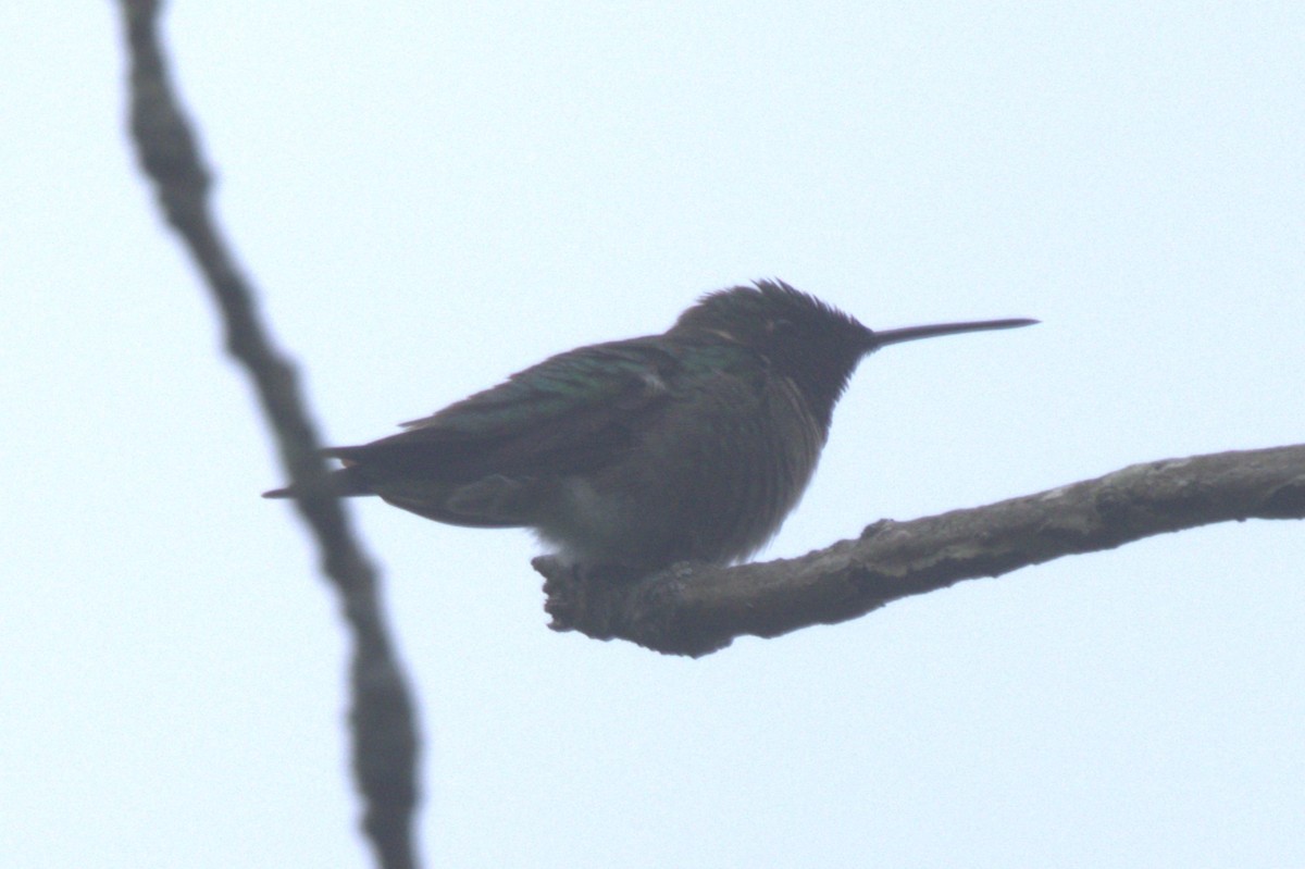 Ruby-throated Hummingbird - ML619692769