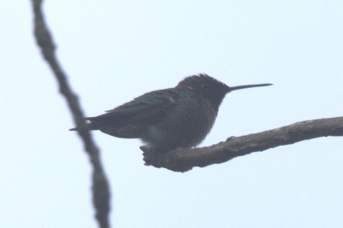 Colibrí Gorjirrubí - ML619692769