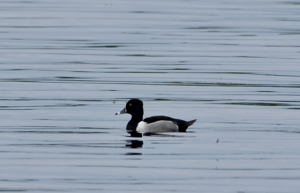 Ring-necked Duck - ML619692771