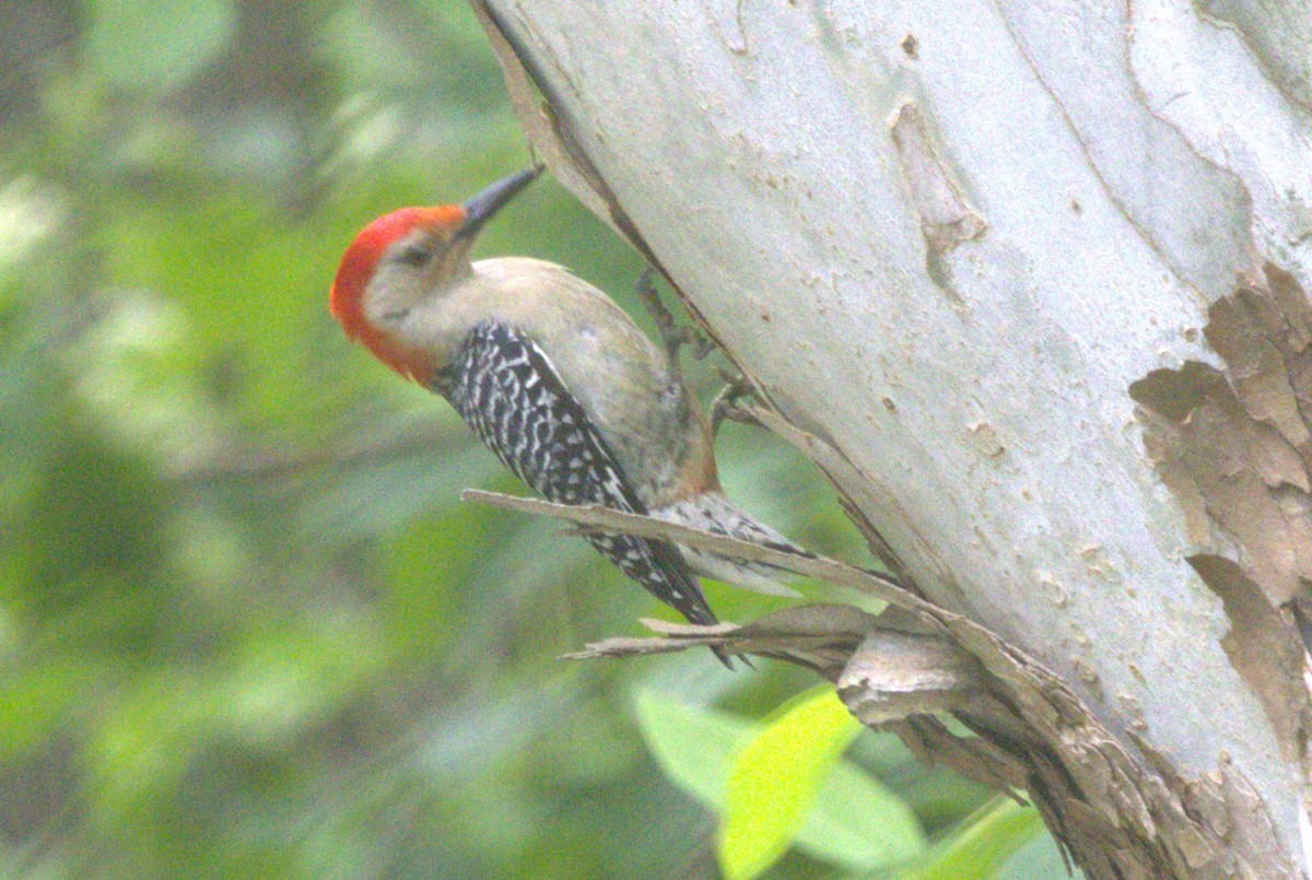 Red-bellied Woodpecker - ML619692772