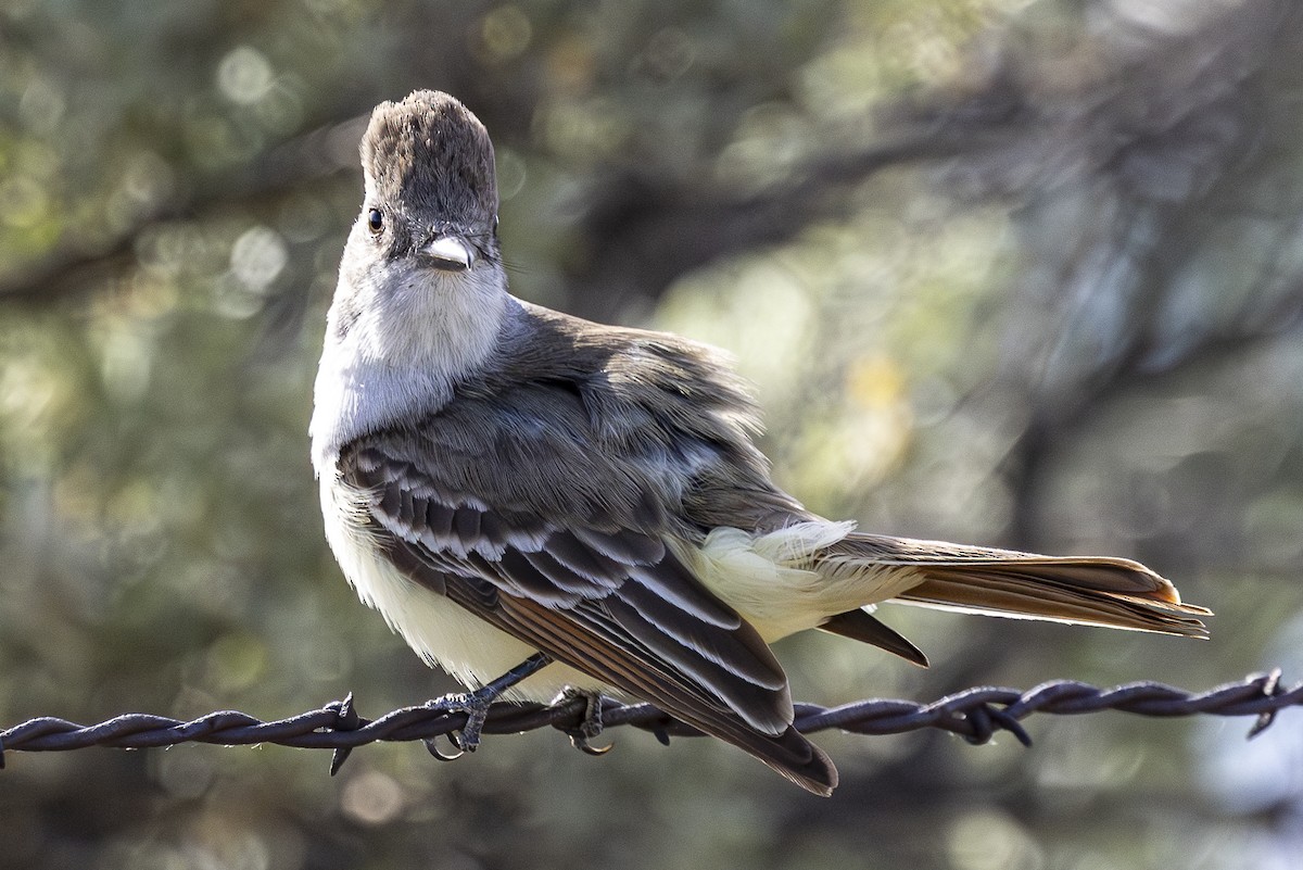 Ash-throated Flycatcher - ML619692781