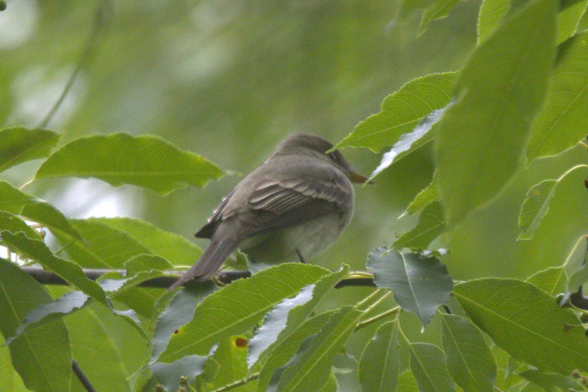 Eastern Wood-Pewee - ML619692784