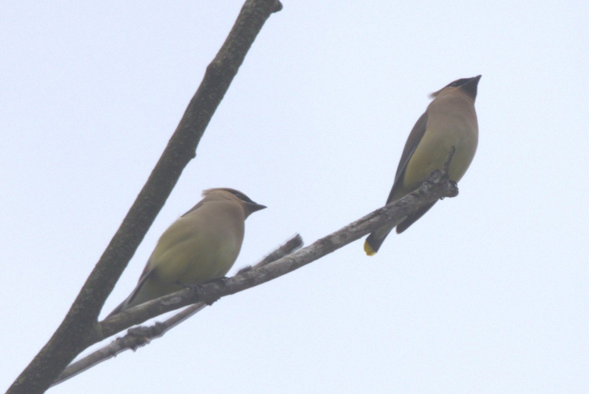 Cedar Waxwing - ML619692822