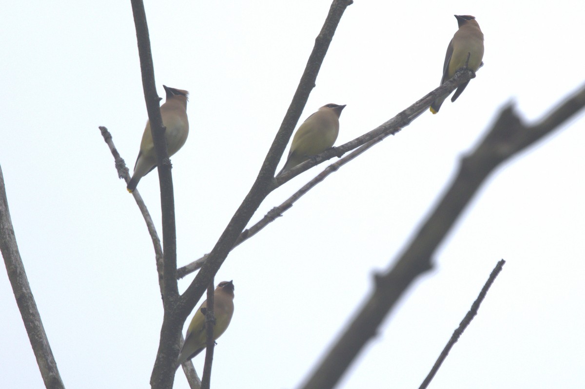 Cedar Waxwing - ML619692823